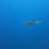 Picture taken during the dive