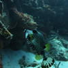 Picture taken during the dive