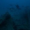 Picture taken during the dive