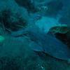 Picture taken during the dive
