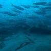 Picture taken during the dive