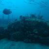 Picture taken during the dive