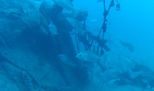 Diving in Australia, Townsville - By Andrew Johnstone