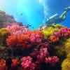 Picture taken during the dive