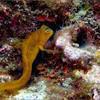 Picture taken during the dive