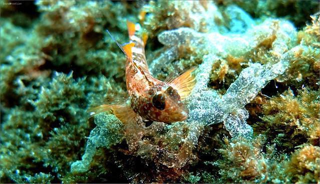Simply Diving - Dive Center in Spain