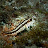 Picture taken during the dive