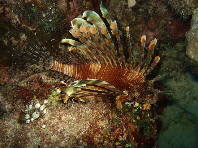 #