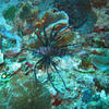 Picture taken during the dive