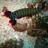 Picture taken during the dive