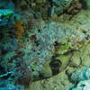 Picture taken during the dive