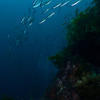 Picture taken during the dive
