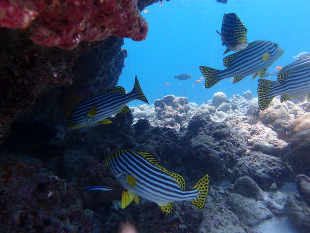 Pro Divers Maldives - Dive Center
