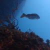 Picture taken during the dive