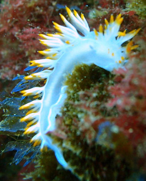 #