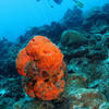 Picture taken during the dive