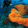 Picture taken during the dive