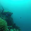 Picture taken during the dive
