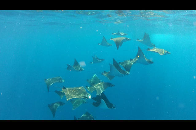 Diving in Mexico, Cancun - By Jason Smith