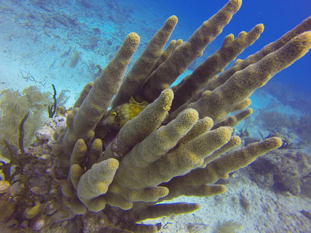 Off The Wall Divers - Dive Center in Cayman Islands