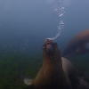 Picture taken during the dive