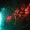 Picture taken during the dive