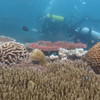 Picture taken during the dive