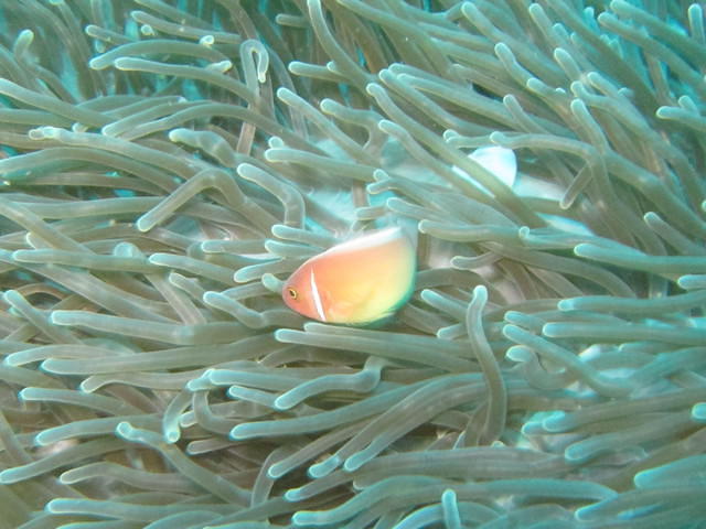 Big Apple Dive Resort - Dive Center