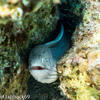 Picture taken during the dive
