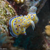 Picture taken during the dive