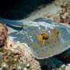 Picture taken during the dive