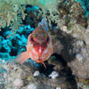 Picture taken during the dive