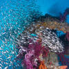 Picture taken during the dive
