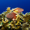Picture taken during the dive