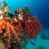 Picture taken during the dive