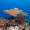 Picture taken during the dive