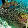 Picture taken during the dive