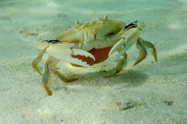 Ecobuzos Los Roques - Dive Center