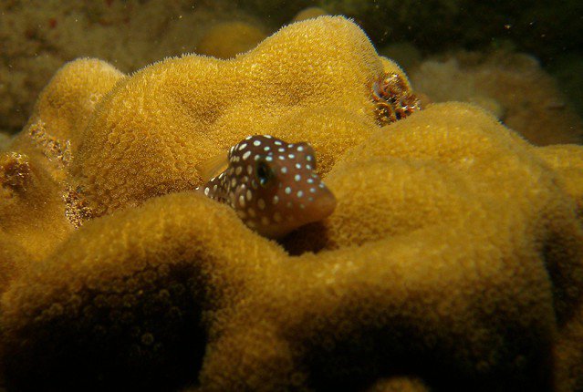 Extended Horizons - Dive Center in United States