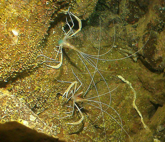 Extended Horizons - Dive Center in United States