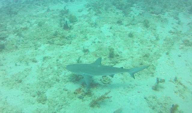 Captain Sl8r Charters - Dive Center in United States
