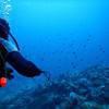Picture taken during the dive