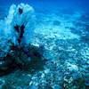 Picture taken during the dive
