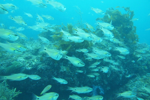 Doona Divers - Dive Center in Corée du Sud