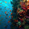 Picture taken during the dive