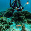 Picture taken during the dive