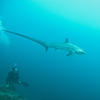 Picture taken during the dive