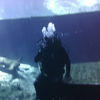 Picture taken during the dive