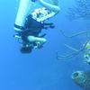 Picture taken during the dive