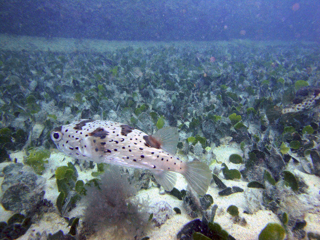 CaboVerdeDiving - Dive Center